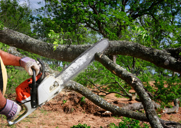 How Our Tree Care Process Works  in  Lytle, TX